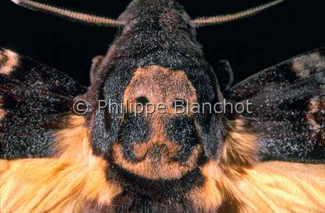 Acherontia atropos.JPG - in "Portraits d'insectes" ed. SeuilAcherontia atroposSphinx a tete de mortDeath's head hawk mothLepidopteraSphingidaeFrance